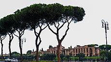 Itálie zaala s bojem o tradiní pinie. Stromy detníkovitého tvaru ohrouje...
