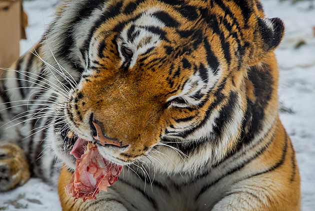 Zoo Tábor chystá záchranné centrum pro šelmy, které stát odebere chovatelům