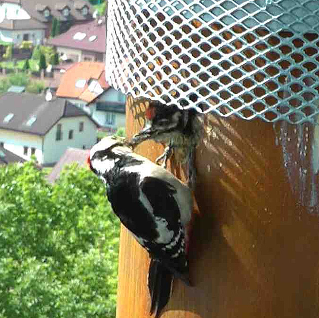 Strakapoud dal rozhledně pokoj, ale chybí montéři. Otevření se zpozdí