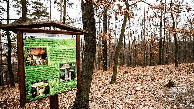 Milsk kopec nad Vysokou nad Labem (28. 1. 2022)