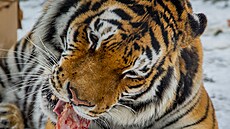 K narozeninám dostal Rocky od svých o�et�ovatel� krabici plnou ku�at a králík�....