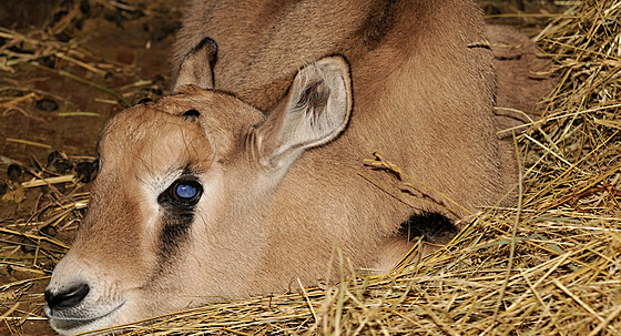 Mlád oryxe jihoafrického pilo na svt v olomoucké zoo koncem ledna. Hned po...