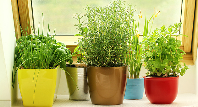 Basil Wilts in Days? Learn Which Herbs to Dry and Which to Freeze