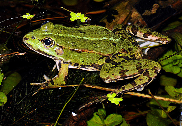 Tahy žab za pářením slábnou, někde už je ani nepřenášejí přes silnice