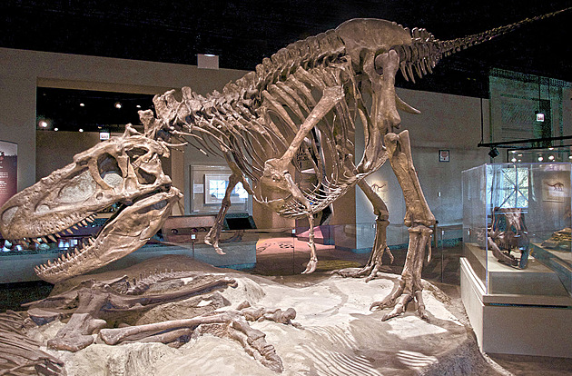 T. rex rostl čtyřicet let. Vyšlo to z velké analýzy kostí zubatých potvor