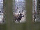 Obora v �ásti Msti�ov m�sta Dubí na Teplicku.