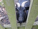 Obora v �ásti Msti�ov m�sta Dubí na Teplicku.