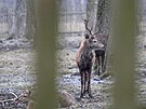 Obora v �ásti Msti�ov m�sta Dubí na Teplicku.