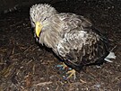 Orel moský, který se dostal do záchranné stanice Falco na Litomicku.