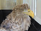 Orel moský, kterého se podailo zachránit ve stanici Falco na Litomicku.