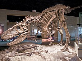 Kosterní exemplá� druhu Daspletosaurus torosus v expozici instituce Field...
