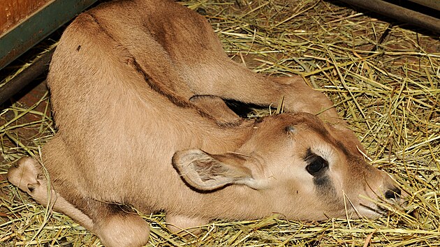 Mld oryxe jihoafrickho pilo na svt v olomouck zoo koncem ledna. Hned po narozen se chov velice nenpadn a pipomn hromdku psku, co ho v poutnm prosted maskuje ped predtory.