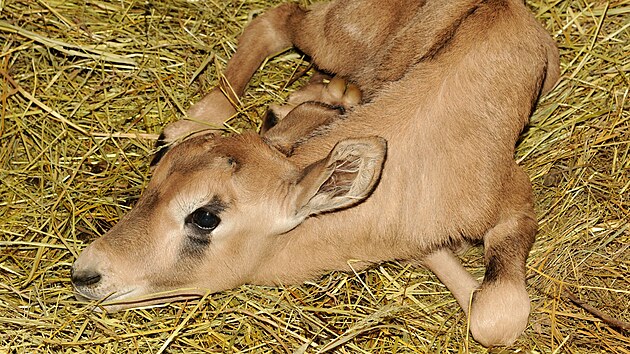 Mld oryxe jihoafrickho pilo na svt v olomouck zoo koncem ledna. Hned po narozen se chov velice nenpadn a pipomn hromdku psku, co ho v poutnm prosted maskuje ped predtory.