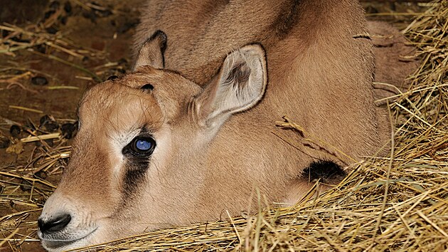 Mld oryxe jihoafrickho pilo na svt v olomouck zoo koncem ledna. Hned po narozen se chov velice nenpadn a pipomn hromdku psku, co ho v poutnm prosted maskuje ped predtory.