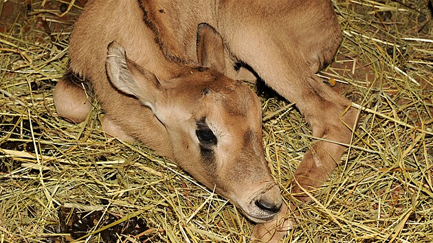 Mld oryxe jihoafrickho pilo na svt v olomouck zoo koncem ledna. Hned po narozen se chov velice nenpadn a pipomn hromdku psku, co ho v poutnm prosted maskuje ped predtory.