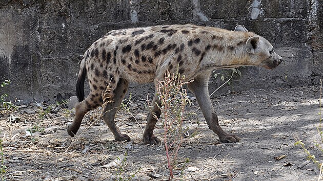 Hyena v prodn rezervaci Abuko