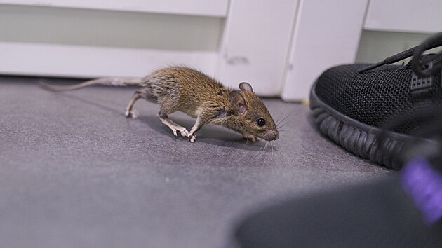 Botníky bývajív zimě (zvláště na zazimovaných chalupách) také oblíbeným cílem myší. A najít boty rozkousané a plné bobků, to nechcete. 