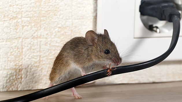 Kromě svých exkrementů vám myši v domě po sobě mohou zanechat i poničené kabely.