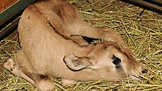 Mlád oryxe jihoafrického pilo na svt v olomoucké zoo koncem ledna. Hned po...