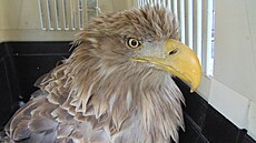 Orel moský, kterého se podailo zachránit ve stanici Falco na Litomicku.