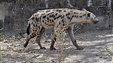 Hyena v pírodní rezervaci Abuko