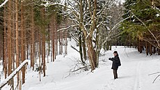 Miroslav Janík z �eského svazu ochránc� p�írody Kosenka v pralese ��úrnica...