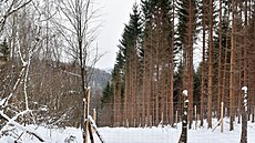 Prales ��úrnica ve Vala�ských Kloboukách (únor 2022)