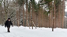 Miroslav Janík z �eského svazu ochránc� p�írody Kosenka v pralese ��úrnica...