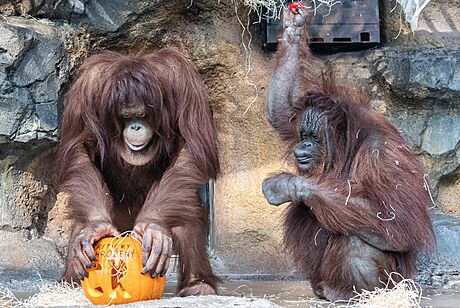 Odejít ze zoo u musela samice orangutana bornejského Cantik (vlevo), a to do zoo v nmeckém Rostocku.
