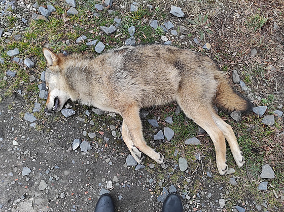 Karvintí stráníci objevili na kolejiti na severním okraji msta uhynulého...