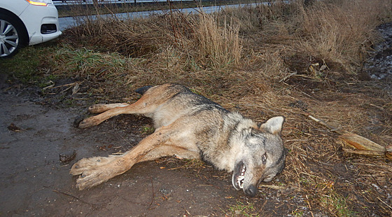 U silnice nedaleko Olan u Prostjova byl v lednu 2022 nalezen mrtvý vlk,...