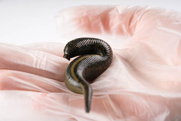 Pijavice místo jehly k odběru krve. Pro zvířata je to daleko příjemnější