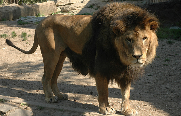 V olomoucké zoo uhynul lev berberský pojmenovaný imon, doil se sedmnácti let.