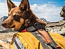 Jedinená psí povolání, dokumentární seriál (VB, 2019) mapující práci psích...