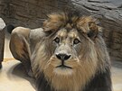 V olomouck zoo uhynul lev berbersk pojmenovan imon, doil se sedmncti let.