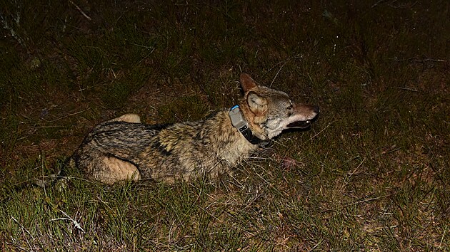 Obojkovan� vl�ice kr�tce po probuzen� z nark�zy.