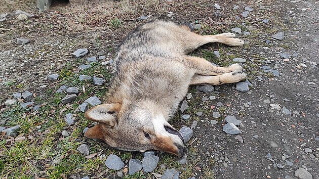 Karvint strnci objevili na kolejiti na severnm okraji msta uhynulho vlka. Zejm jej srazil vlak.