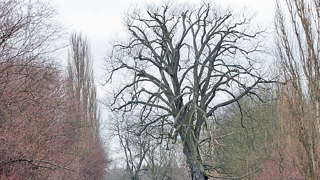 Pam�tn� jilm drsn� v Sokolov� se mus� pok�cet. Napadla ho houbov� choroba.