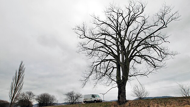 Pam�tn� jilm drsn� u Sokolov se bude muset pok�cet. Napadla ho houbov� choroba.