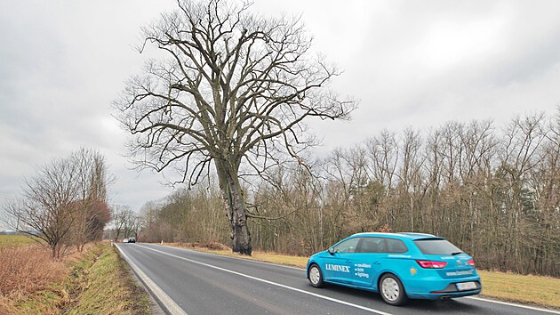 Pam�tn� jilm drsn� u Sokolov se bude muset pok�cet. Napadla ho houbov� choroba.