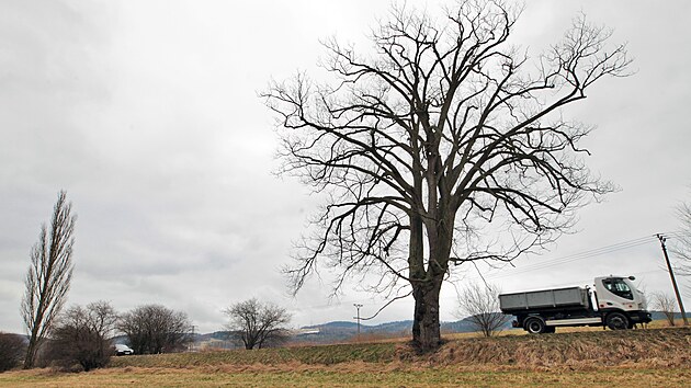 Pam�tn� jilm drsn� u Sokolov se bude muset pok�cet. Napadla ho houbov� choroba.