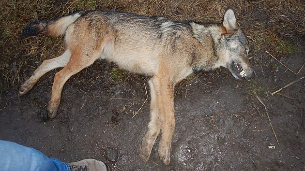 U silnice nedaleko Olan u Prostjova byl v lednu 2022 nalezen mrtv vlk, kterho srazilo projdjc auto.
