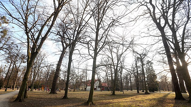 V Perov a jeho mstnch stech bude nutn kvli patnmu stavu pokcet stovky strom. Nejvt problm je v mstech, kde jsou stromy nejstar, napklad v parku Michalov (na snmku).
