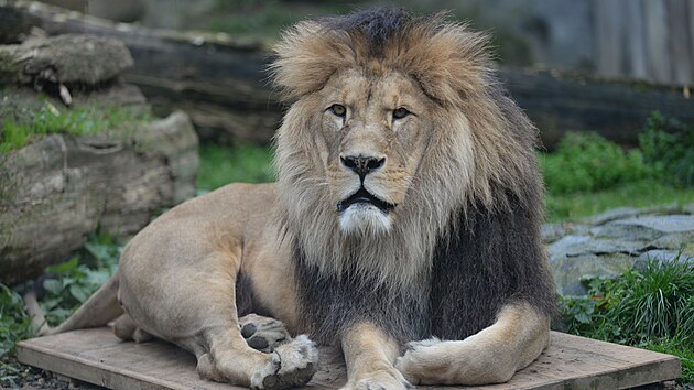 V olomouck zoo uhynul lev berbersk pojmenovan imon, doil se sedmncti let.