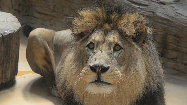 V olomouck zoo uhynul lev berbersk pojmenovan imon, doil se sedmncti let.