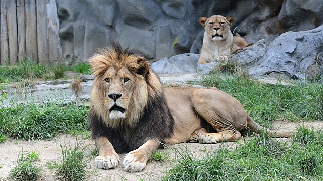 V olomouck zoo uhynul lev berbersk pojmenovan imon, doil se sedmncti let.