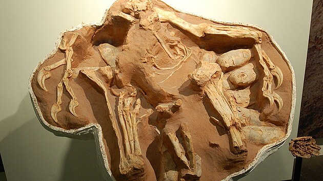 V některých případech se až do současnosti dochová nejen hnízdo s vejci, ale také část kostry dospělého jedince oviraptorida, sedícího dosud na své snůšce. Příkladem je také tento exemplář druhu Citipati osmolskae, přezdívaný „Big Mamma“.