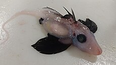 Vdci v blízkosti Nového Zélandu objevili novorozen chimérovité ryby.
