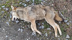 Karvin�tí strá�níci objevili na koleji�ti na severním okraji m�sta uhynulého...