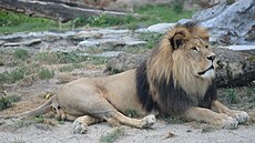 V olomoucké zoo uhynul lev berberský pojmenovaný imon, doil se sedmnácti let.